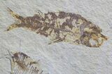 Knightia Fossil Fish - Wyoming #59830-1
